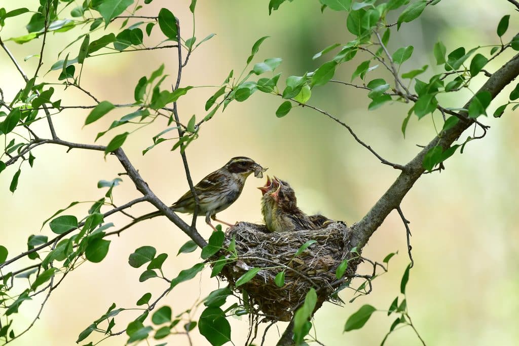 oiseau-nid-kitestse-paracha-judaismemassorti