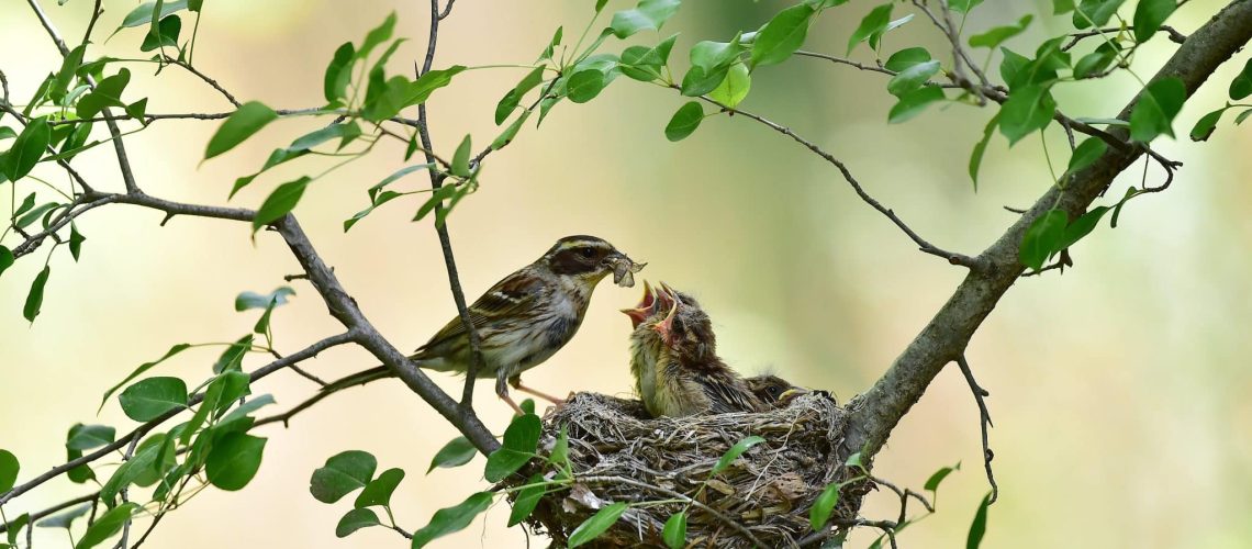 oiseau-nid-kitestse-paracha-judaismemassorti